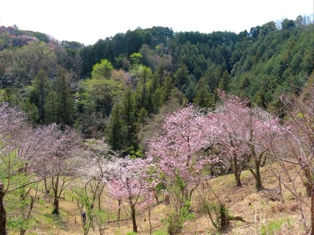 Cherry Blossoms Without the Chaos