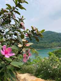 香港｜一路看海的快樂，大灘至海下郊遊徑 🌸