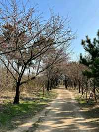 Springtime Serenity in Incheon: Cherry Blossoms by the Water