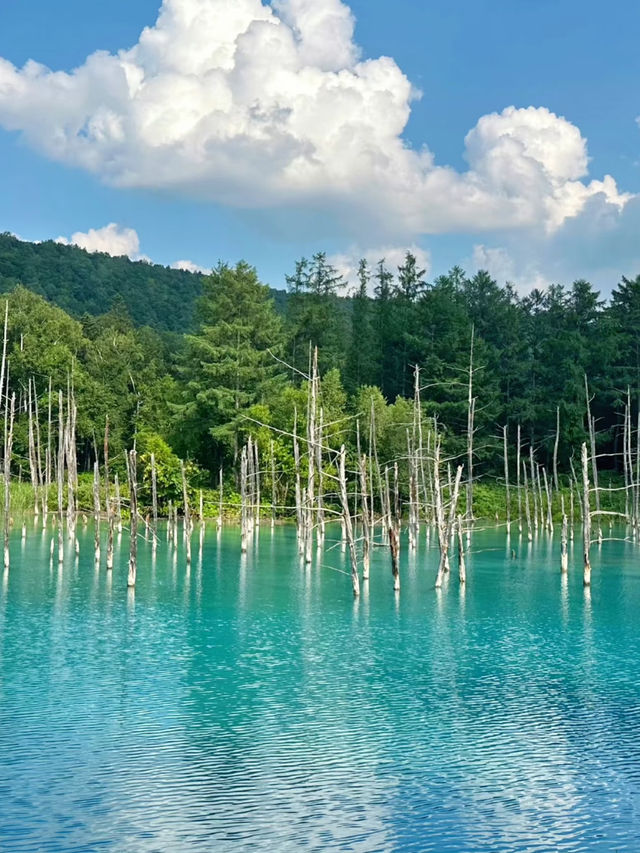 🍃 Summer in Furano, Hokkaido — Must-Visit Spots! 🌸✨