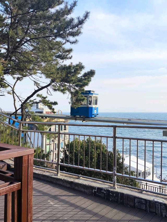 韓國 釜山 海雲台 迎月路賞櫻
