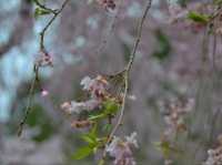 春の絶景！桜に包まれる智者の丘公園へ