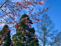 Cingjing Farm — Cherry Blossoms, Sheep & Scenic Peaks in Taiwan