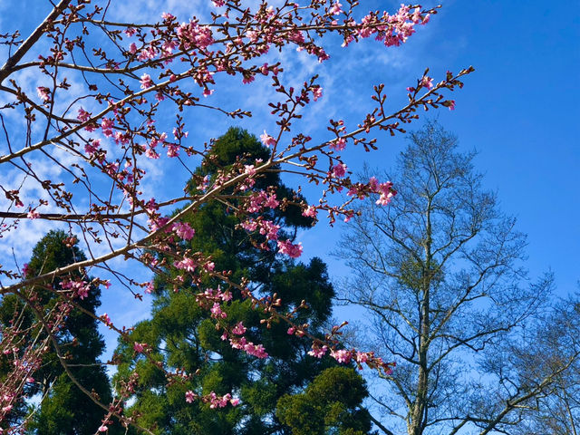 Cingjing Farm — Cherry Blossoms, Sheep & Scenic Peaks in Taiwan