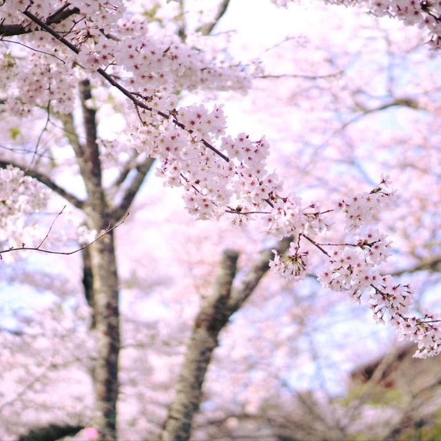 Tranquility in Kyoto: A Walk Along the Philosopher's Path