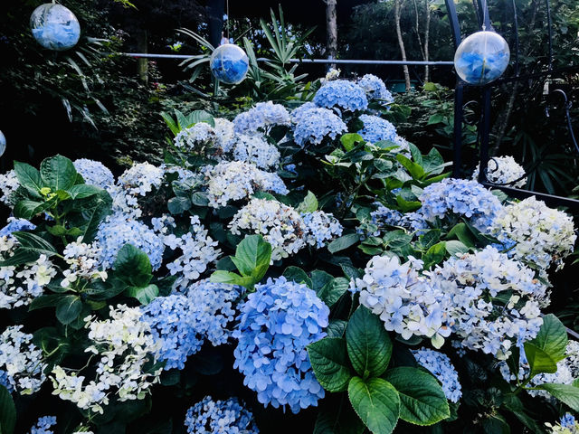 台北｜陽明山繡球花季起跑 一個月花期限定絕美花海