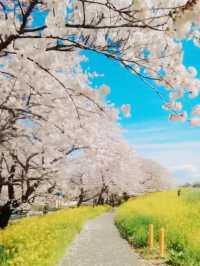 A Petal-Lined Path to Spring Bliss at Kumagaya Sakura Tsutsumi