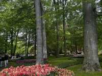 Keukenhof ทุ่งทิวลิปแดนดินสรวงสวรรค์