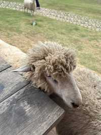 ฟาร์มในฝันที่มีมากกว่าความสวย…🌾🐑