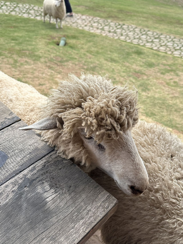 ฟาร์มในฝันที่มีมากกว่าความสวย…🌾🐑