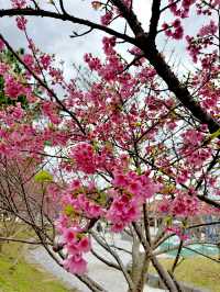 April Blooms