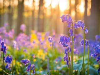 Hallerbos: Belgium’s Magical Bluebell Forest