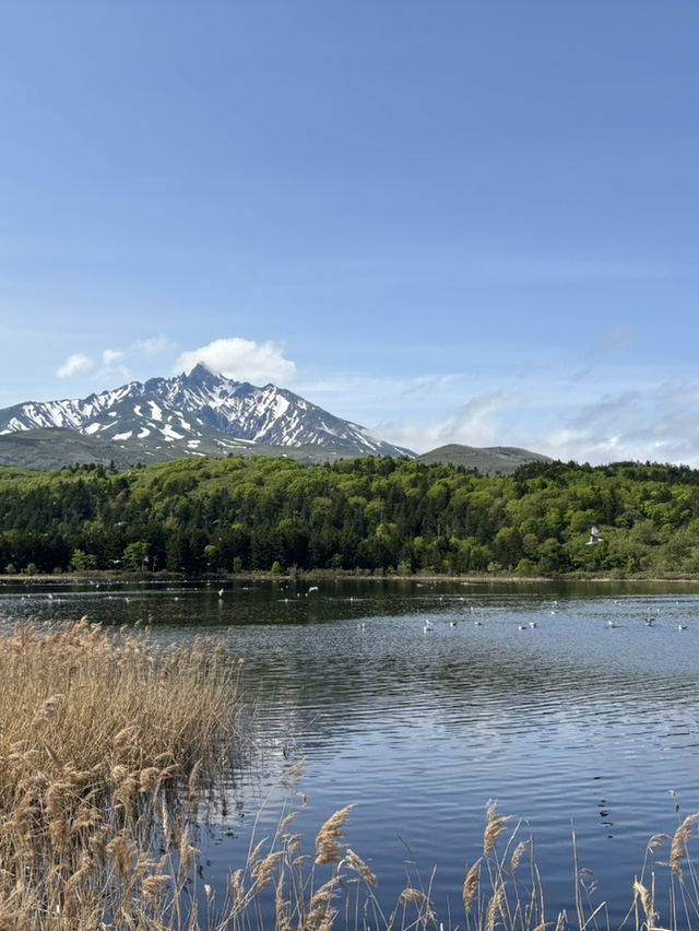利尻富士を望む島最大の湖沼【オタトマリ沼】