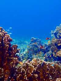ありのままの自然がここに。シミランで心をリセット🌿🌊