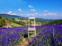 Lavender Dreams & Sunny Sips at Pang Hwa Garden, Chiang Mai. 