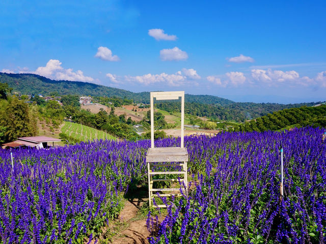 Lavender Dreams & Sunny Sips at Pang Hwa Garden, Chiang Mai. 