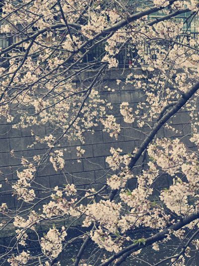 東京目黑購物攻略｜文藝與在地特色的伴手禮精選