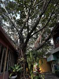 Popular local restaurants in chiang mai 