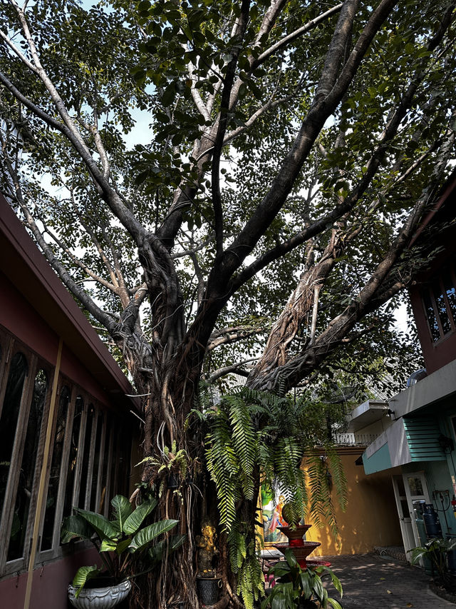 Popular local restaurants in chiang mai 