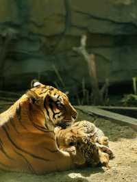 廣州長隆野生動物園