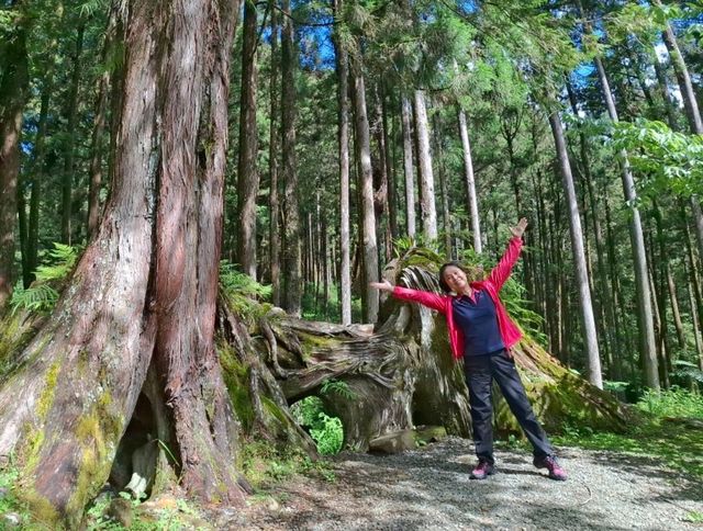  阿里山涼爽宜人仿如仙境