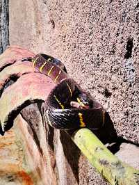 Whiskers & Wonders: The Enchanting Petting Zoo at Lost World of Tambun 