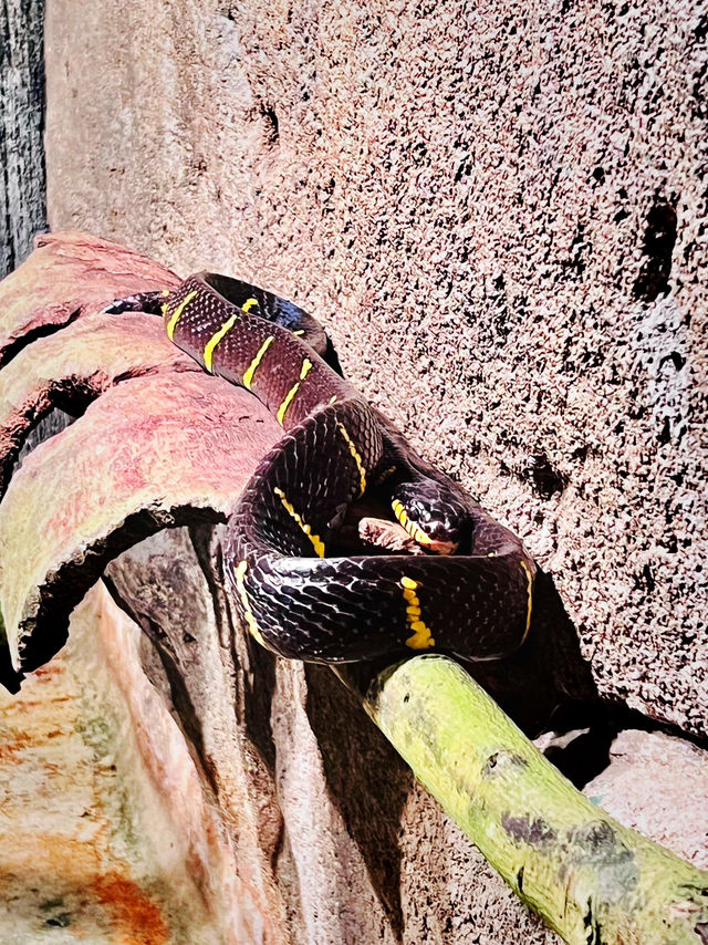 Whiskers & Wonders: The Enchanting Petting Zoo at Lost World of Tambun 