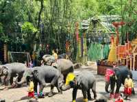 Don’t miss this in Bangkok: A day of thrills and unforgettable shows! 