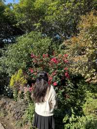 동백꽃이 너무 예쁜 제주여행지, 카멜리아힐