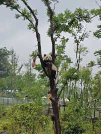 🐼 Ultimate Chengdu Giant Panda Base Adventure: Your Complete Guide to Panda Paradise! 🎋