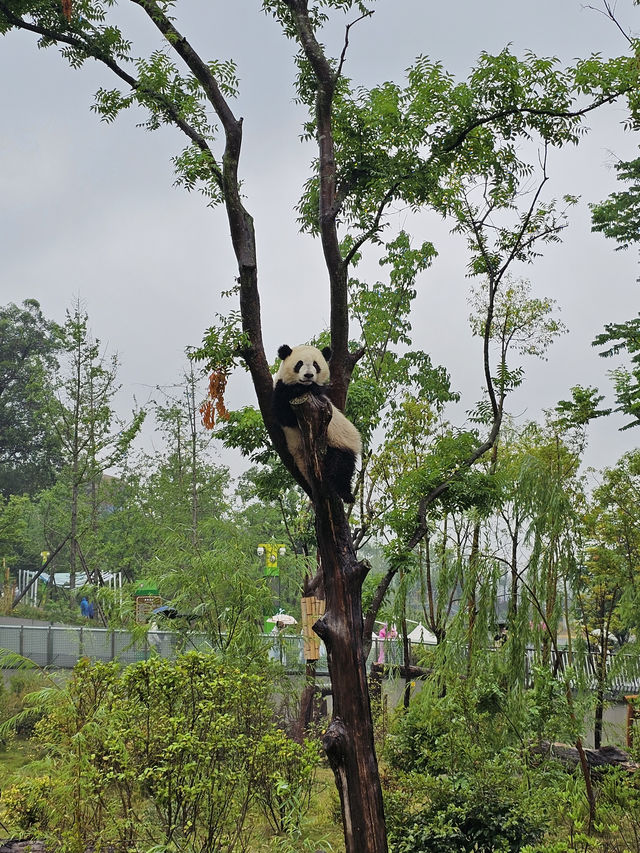 🐼 Ultimate Chengdu Giant Panda Base Adventure: Your Complete Guide to Panda Paradise! 🎋