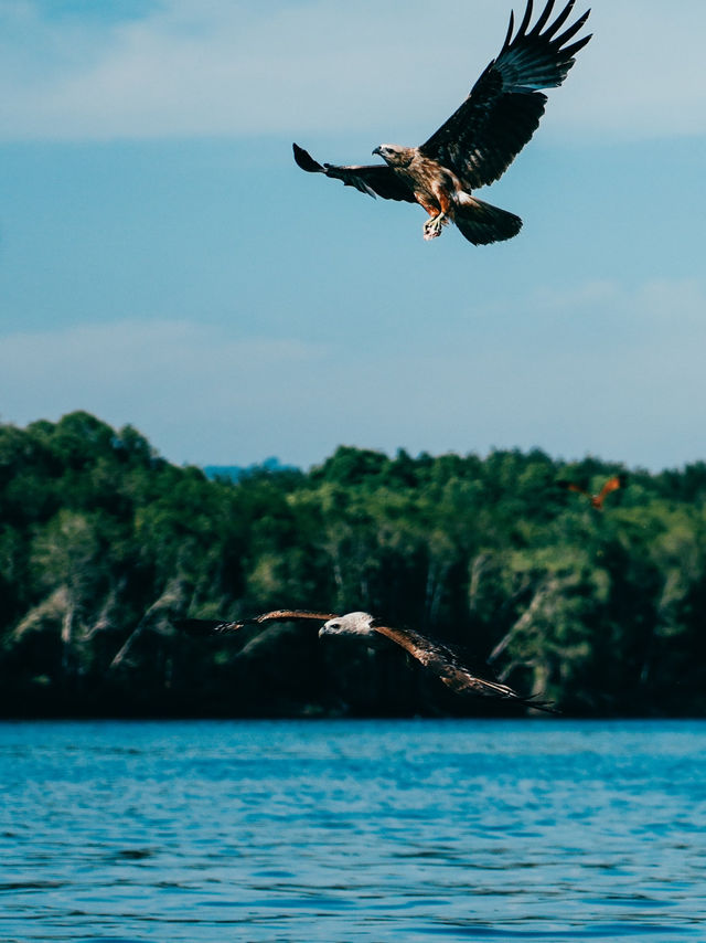 Langkawi Mangrove Tour – Nature, Eagles & Jungle Vibes! 🌿🦅