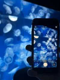 【神戸須磨シーワールド】海の仲間たちと感動体験！新しく生まれ変わった水族館旅🐟✨