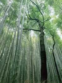 Arashiyama Bamboo Grove