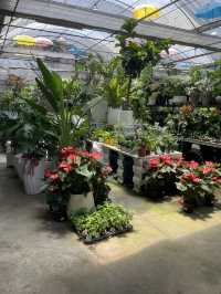 ｜台灣｜台中北屯芊香園藝-綠植生活