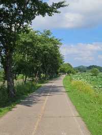 서울 근교, 연꽃 가득한 푸른 풍경을 만나보세요🌳🪷