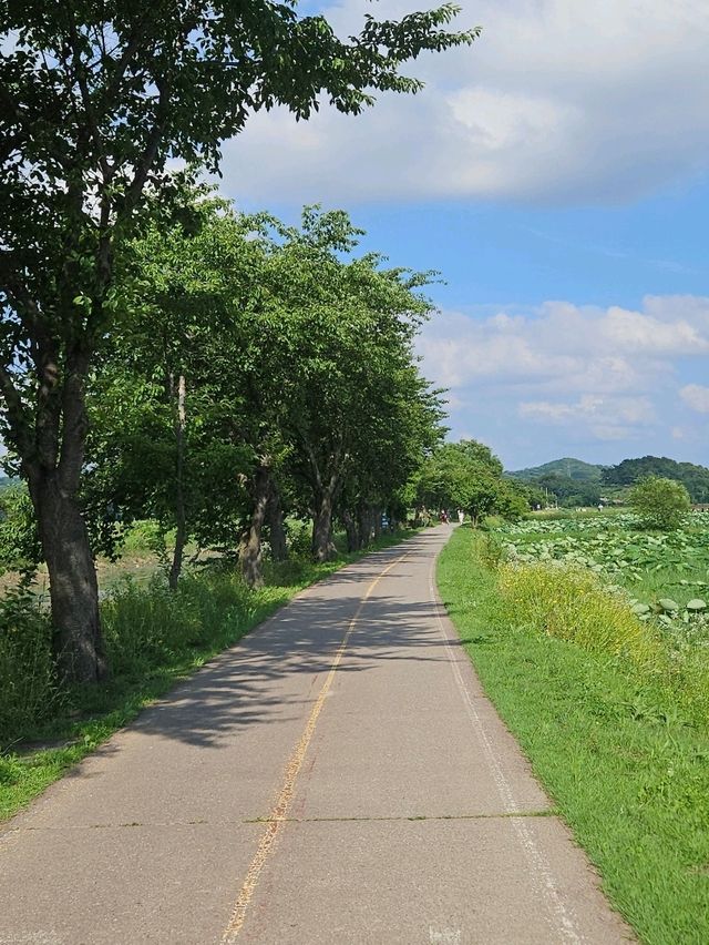 서울 근교, 연꽃 가득한 푸른 풍경을 만나보세요🌳🪷