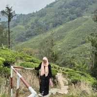 unique experience in a tea plantation & less crowd too!