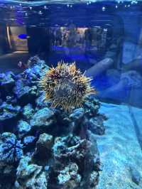 沖繩最新商場水族館🫶🏻DMM🫡超岩親子遊