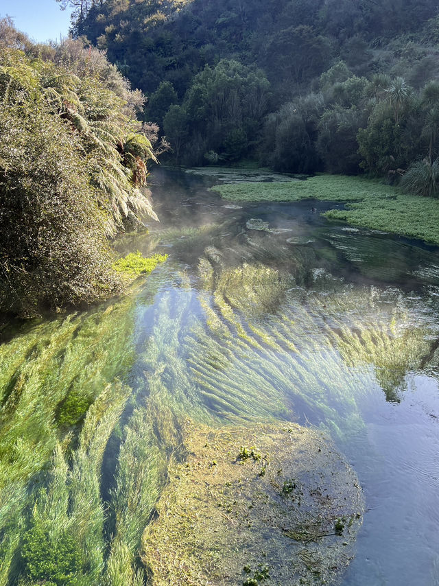 💧紐西蘭最乾淨的水源｜藍泉 Blue Spring｜像走進精靈的國度