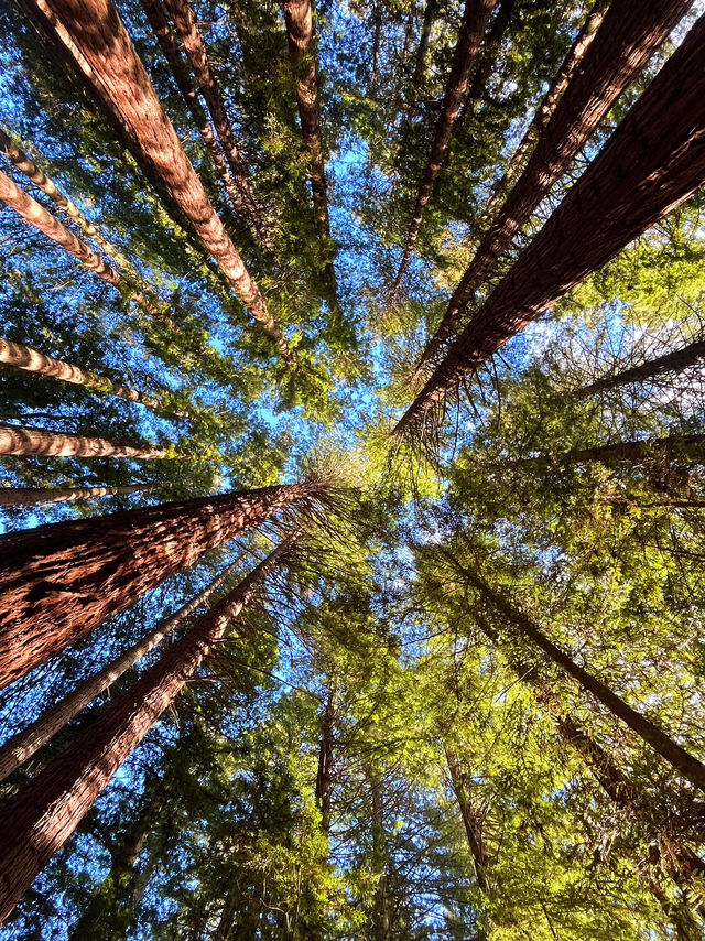 🌲紐西蘭紅木步道｜漫步千年巨木森林，像走進魔戒世界