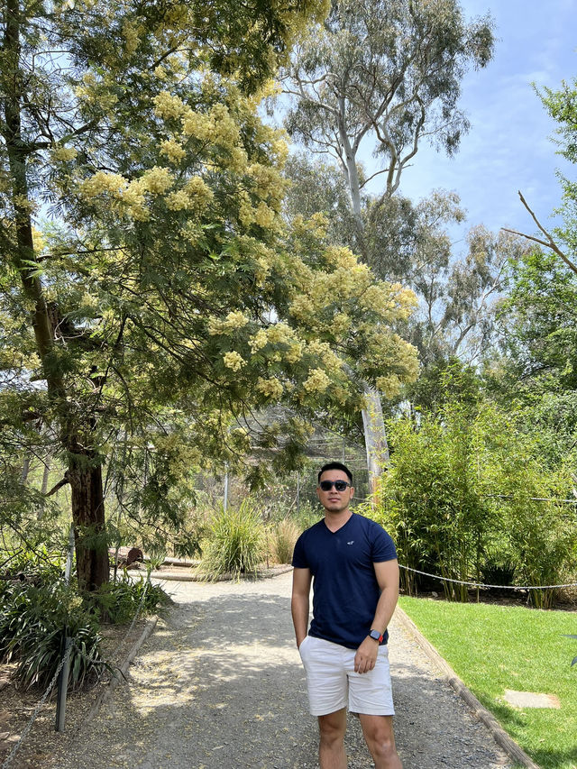Adelaide Zoo – A Family-Friendly Wildlife Adventure in South Australia 🇦🇺🐼