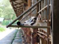 🐐 Goat Encounters & Fresh Milk Delights at Hay Dairies!