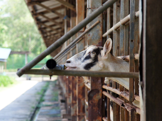 🐐 Goat Encounters & Fresh Milk Delights at Hay Dairies!