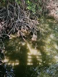 City Mangrove Park – A Perfect Summer Escape into Nature
