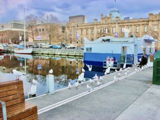 Seagulls, Seafood & the Sea: A Twilight Walk at Constitution Dock