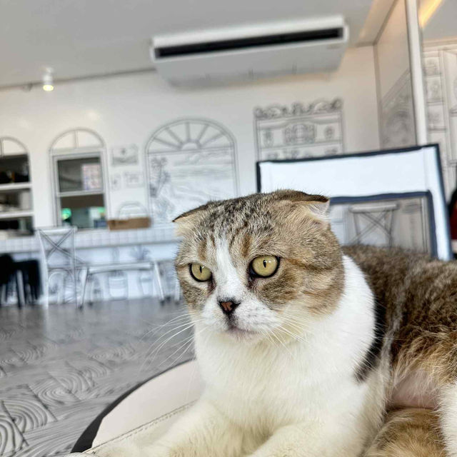 ✨ Sea You Again Kohlarn ✨ คาเฟ่