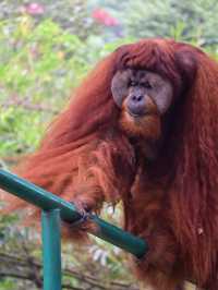 KL Wild Side: Leap Into Zoo Negara’s Jungle Adventure 