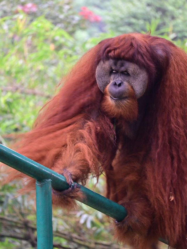 KL Wild Side: Leap Into Zoo Negara’s Jungle Adventure 