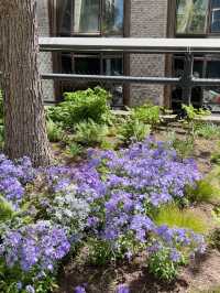 Elevated Escapes: Discovering the Art and Nature of NYC's High Line!